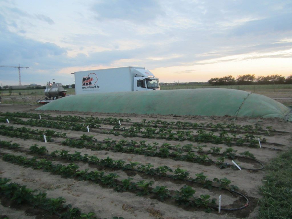 Sheet steaming on strawberry beds. In the front you see treated area which was steamed two months before.